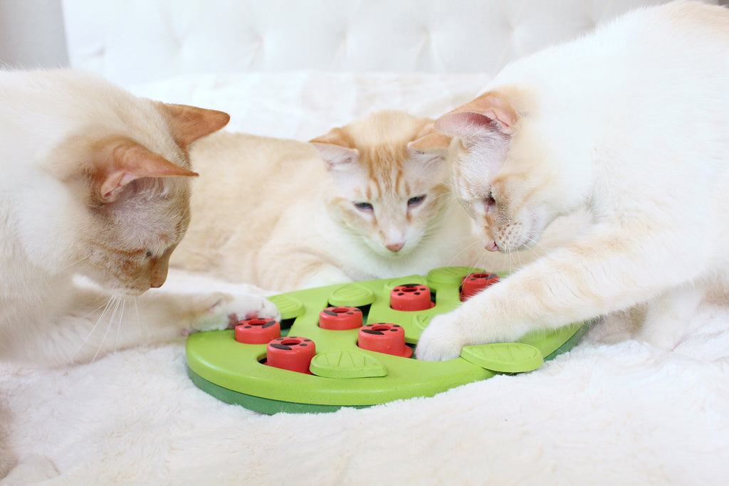 Buggin' Out Puzzle & Play Cat Game